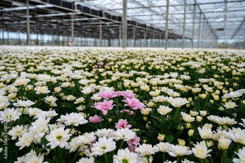 White Chrysanthemum flowers growth in huge Dutch greenhouse  flowers for shops and auctions world wide delivery