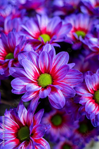 Crazy colours Chrysanthemum flowers growth in Dutch greenhouse  fresh flowers for shops and auctions world wide delivery