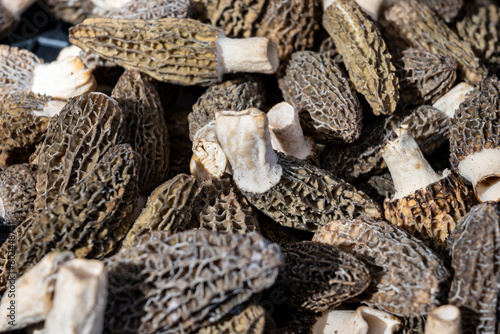 Foto Morchella, true morels, genus of edible sac fungi spring mushrooms on Portobello