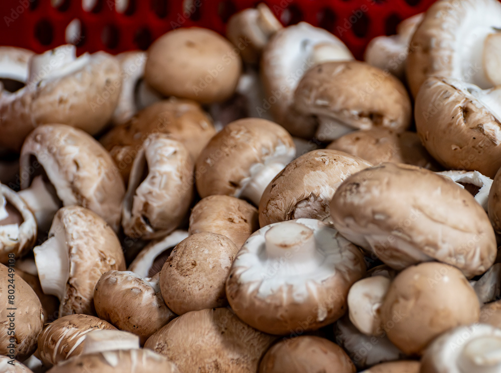 Harvest of fresh brown champignons mushrooms on organic farm in Netherlands, food industry in Europe, plastic boxes with champignons ready to sale Harvest of fresh brown champignons mushrooms on organic farm in Netherlands, food industry in Europe, plastic boxes with champignons ready to sale