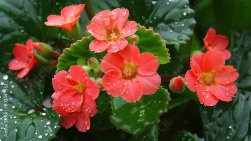 kalanchoe red flower scientific classification Saxifragales Crassulaceae photo