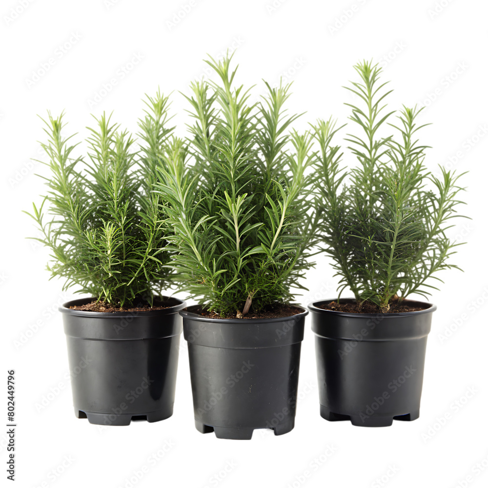 A potted kalanchoe lariniata is a lovely decorative plant in the house yard isolated on transparent background A potted kalanchoe lariniata is a lovely decorative plant in the house yard isolated on transparent background
