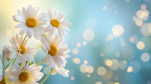 Chamomiles on a pale blue background with bokeh and copy space