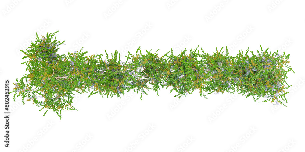 Fototapeta premium Cutout creeper plants .Climbing plant in summer isolated on white background.top view