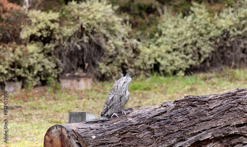 Tawny Frogmouth sitting on a log photo