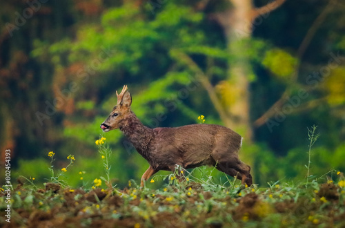 young roebuck deer in the forest