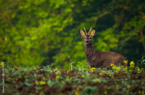 young roebuck deer in the forest
