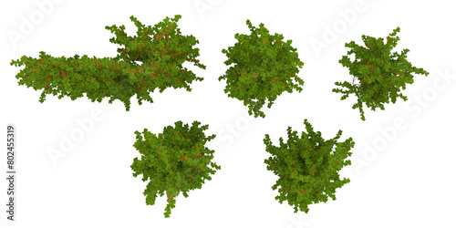Hanging plants isolated on transparent background  3d rendering top view