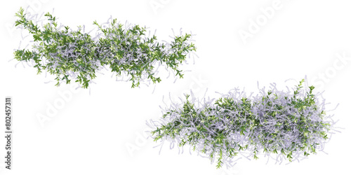 Isolated creeper leaves in 3d rendering on white background from top view