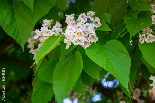 Catalpa bignonioides indian-bean-tree medium sized deciduous ornamental flowering tree, white flowers in bloom on branches
