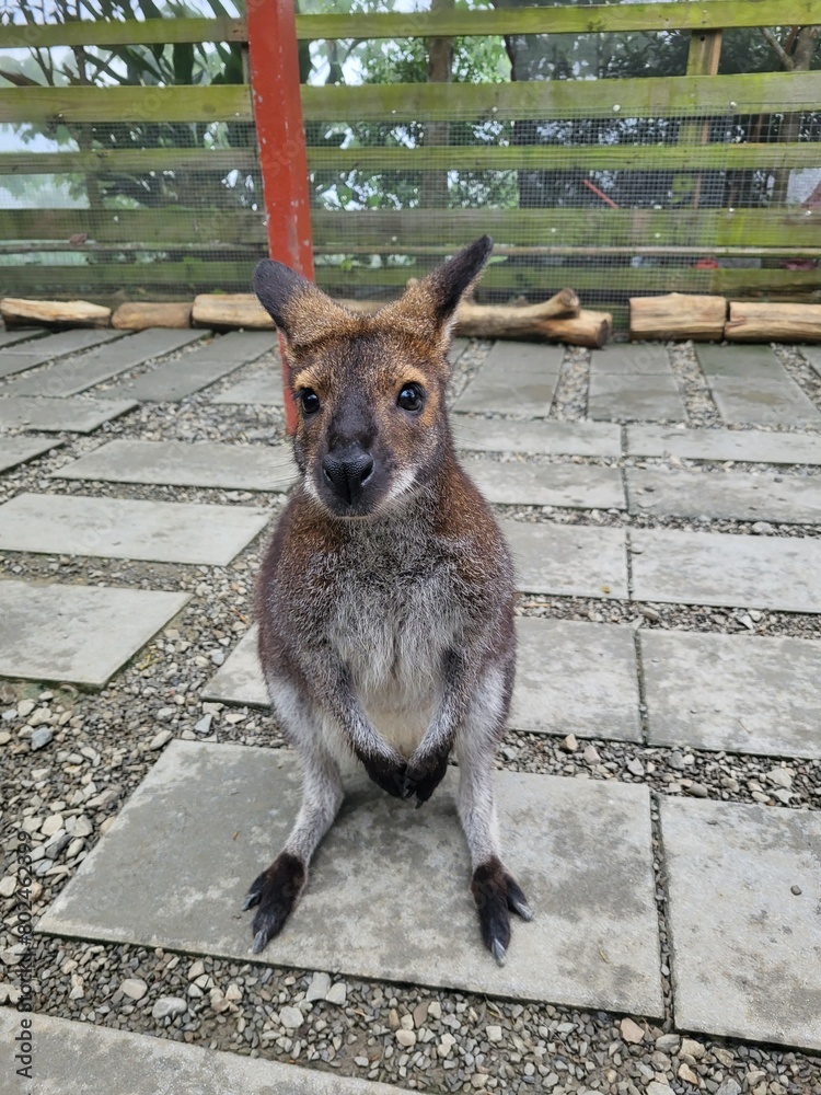 Fototapeta premium kangaroo close-up