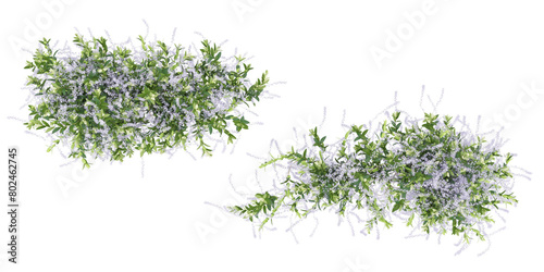 Top view of creeper isolated in 3d rendering. Beauty plant png