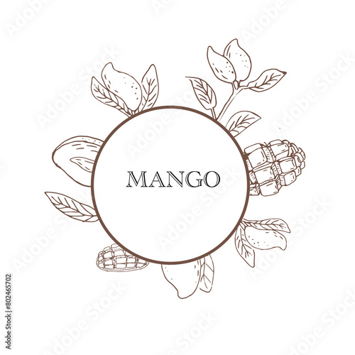 Hand drawn Mango fruit with round - outline banner. Vector illustration of tropical fruit for healthy - mango. Ink paint art in vintage style.