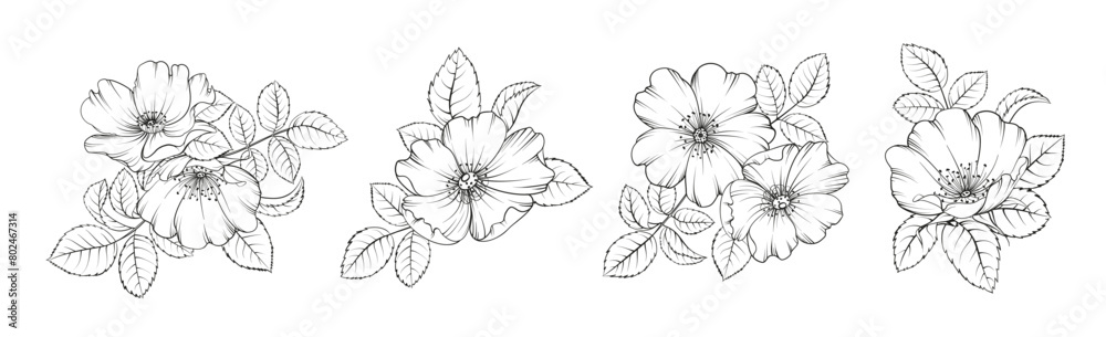 Set of differents flower tee rose on white background. Hybrid tea rose