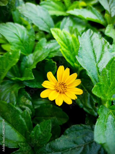 Sphagneticola trilobata, commonly known as the Bay Biscayne creeping-oxeye,merigold Singapore daisy, creeping-oxeye, trailing daisy, and wedelia,is a plant in the tribe Heliantheae of the family