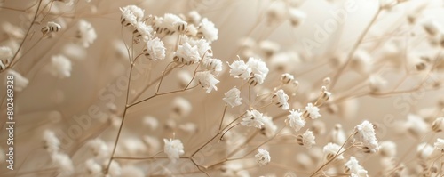 Close up of dried white babys breath flowers with beige background