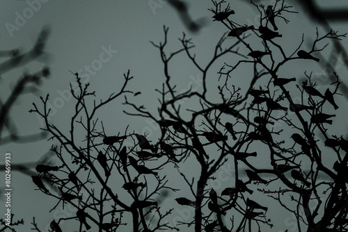 silhouette of birds in the tree branches at dusk