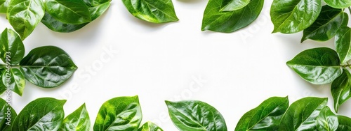 green leaves on a white background with copy space