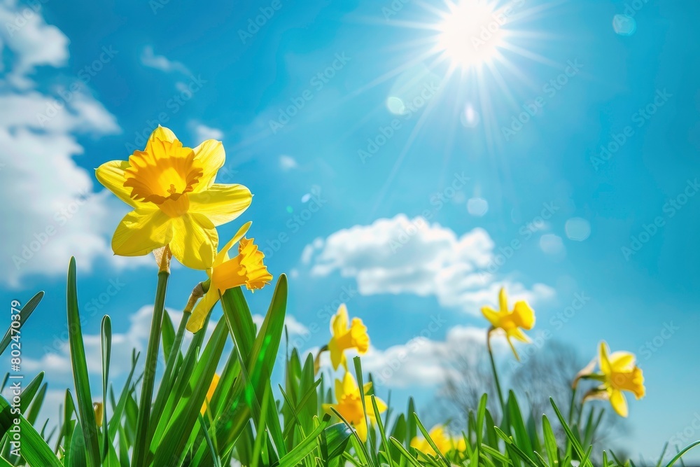 yellow daffodils in the field with grass, sun rays and blue sky on background