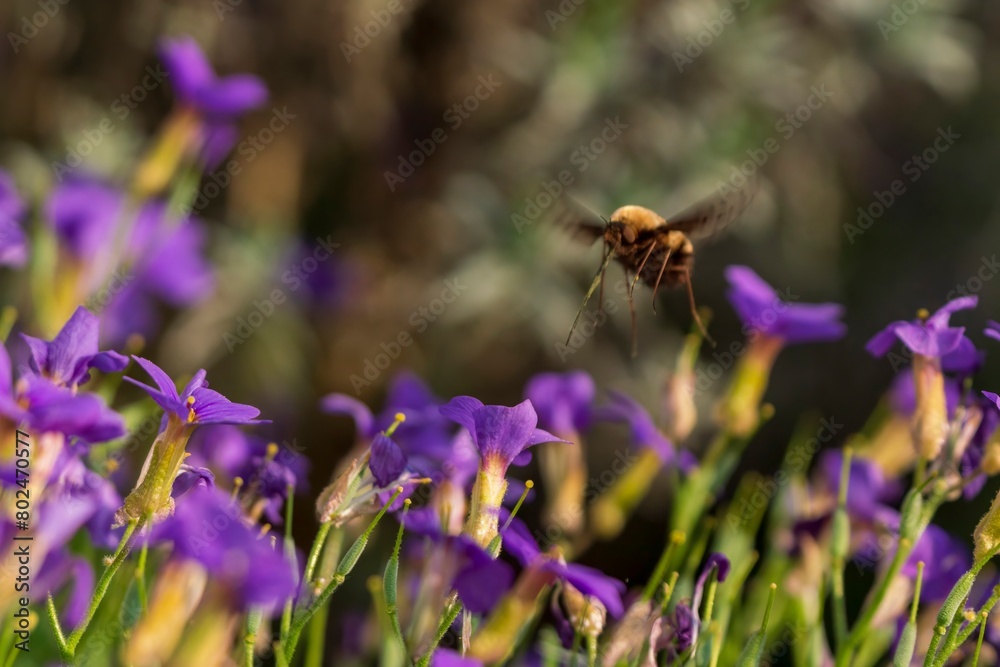 A flying Wollschweber who work with his purple blossom flowers A flying Wollschweber who work with his purple blossom flowers