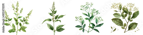 Wild Quinine Plants  Hyperrealistic Highly Detailed Isolated On Transparent Background Png File