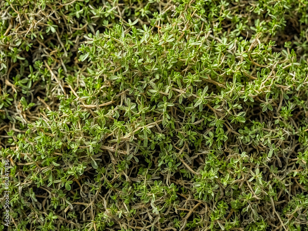 Lush Green Thyme Ground Cover. background, texture Lush Green Thyme Ground Cover. background, texture