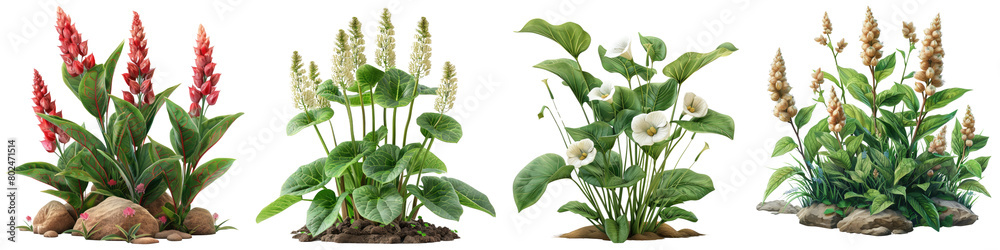 Wild Ginger Plants  Hyperrealistic Highly Detailed Isolated On Transparent Background Png File