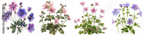 Wild Geranium Plants Hyperrealistic Highly Detailed Isolated On Transparent Background Png File