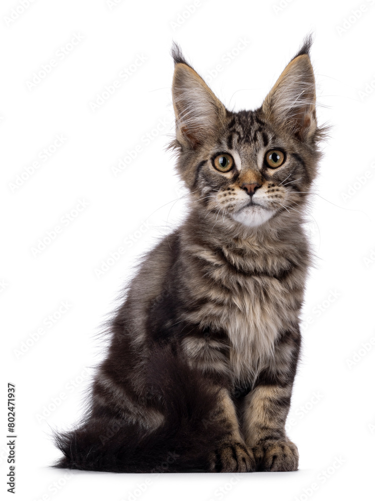 Obraz premium Pretty black tabby blotched Maine Coon cat kitten, sitting up facing front. Looking towards camera. Isolated on a white background.