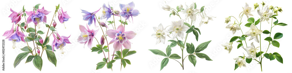 Wild Columbine Plants  Hyperrealistic Highly Detailed Isolated On Transparent Background Png File