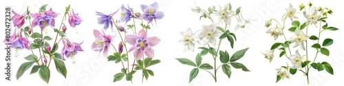 Wild Columbine Plants Hyperrealistic Highly Detailed Isolated On Transparent Background Png File