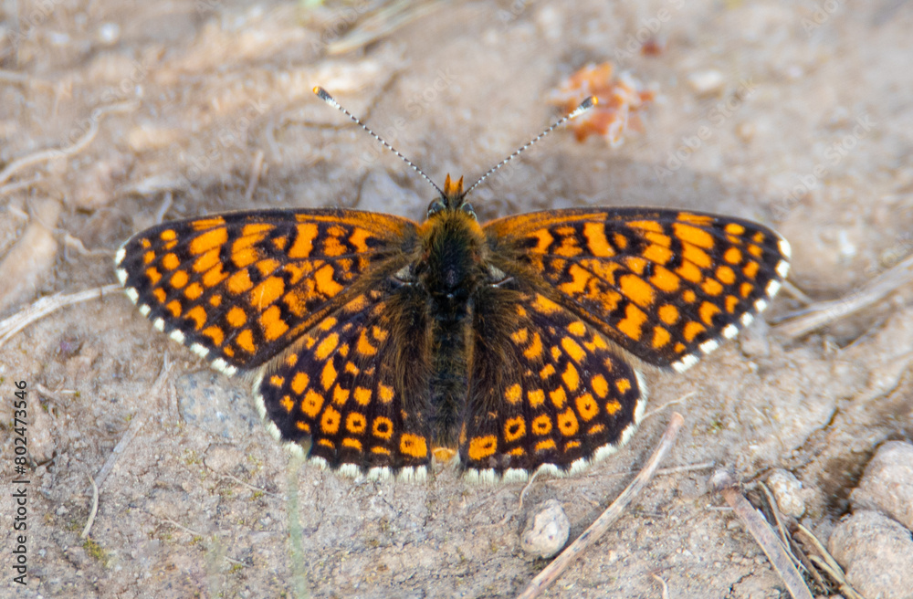 Fototapeta premium Close-up of a Melitaea athalia butterfly with open wings