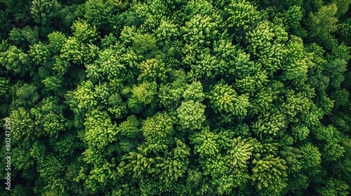 Drone s Eye View - aerial top down tree green background  Caucasus  Russia.