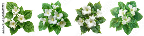 Trillium Plants Top View Hyperrealistic Highly Detailed Isolated On Transparent Background Png File