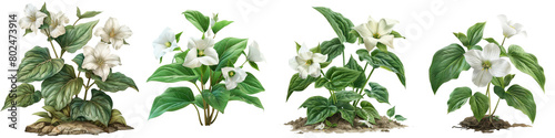 Trillium Plants  Hyperrealistic Highly Detailed Isolated On Transparent Background Png File