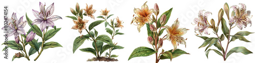 Toad Lily Plants  Hyperrealistic Highly Detailed Isolated On Transparent Background Png File photo