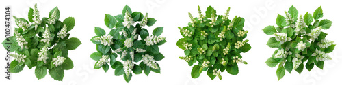 Tiarella (Foamflower) Plants Top View  Hyperrealistic Highly Detailed Isolated On Transparent Background Png File photo
