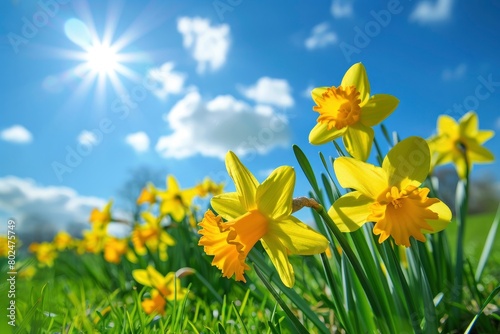 yellow daffodils in the field with grass, sun rays and blue sky on background
