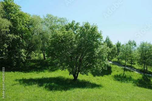Spring trees in the morning in a mountainous field  the middle tree  its square shadow falls on the grass.