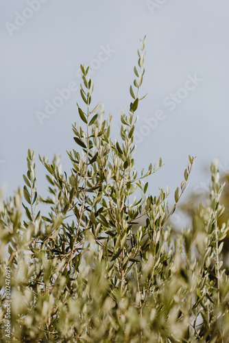 Branches d'olivier dans le ciel bleu du sud