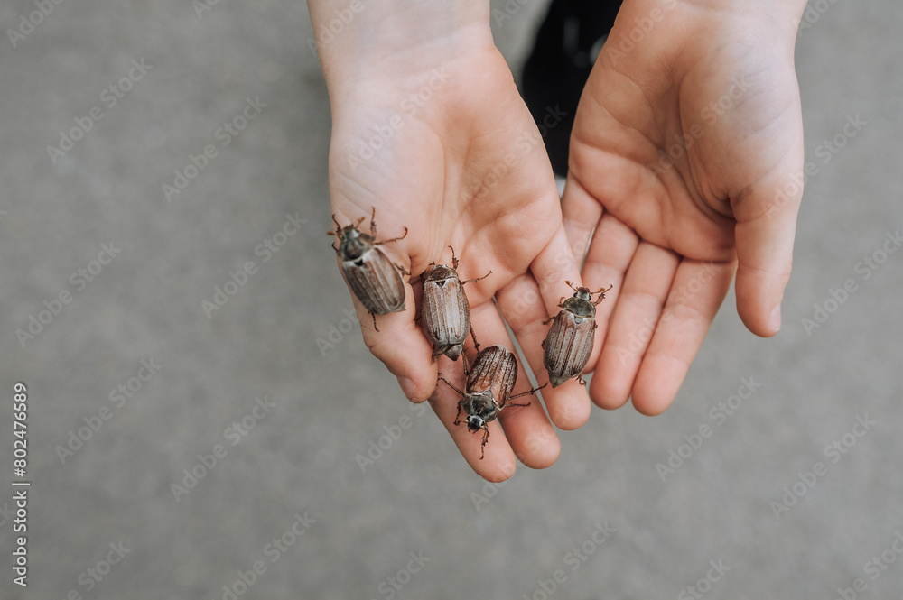 A lot of cockchafers, large insects on the hands of a child close-up. Animal photography. A lot of cockchafers, large insects on the hands of a child close-up. Animal photography.
