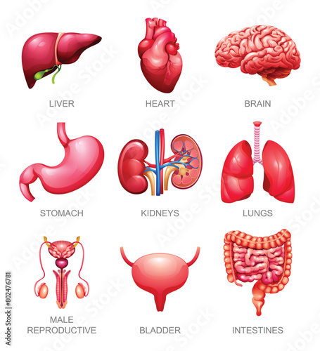 Human internal organs set. Liver, heart, brain, stomach, kidneys, lungs, male reproductive, bladder and intestines. Vector illustration © YG Studio
