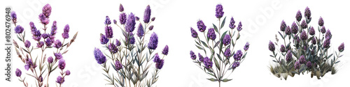 Purple Prairie Clover Plants  Hyperrealistic Highly Detailed Isolated On Transparent Background Png File photo