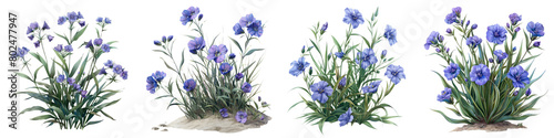 Prairie Spiderwort Plants Hyperrealistic Highly Detailed Isolated On Transparent Background Png File