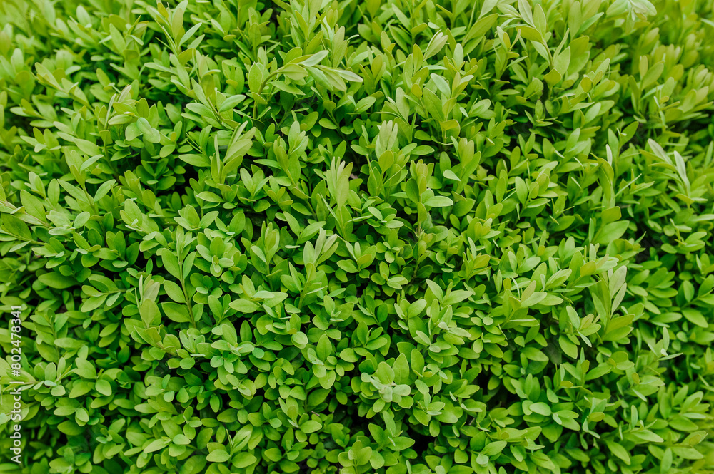 Background of green leaves of boxwood bush, an evergreen plant in the garden. Close-up nature photography.