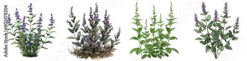 Prairie Sage Plants Hyperrealistic Highly Detailed Isolated On Transparent Background Png File photo