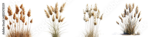 Prairie Dropseed Plants  Hyperrealistic Highly Detailed Isolated On Transparent Background Png File photo