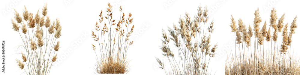 Prairie Dropseed Plants Hyperrealistic Highly Detailed Isolated On Transparent Background Png File