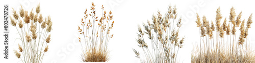 Prairie Dropseed Plants Hyperrealistic Highly Detailed Isolated On Transparent Background Png File