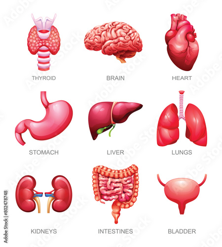Set of human internal organs. Thyroid, brain, heart, stomach, liver, lungs, kidneys, intestines and bladder. Vector illustration © YG Studio